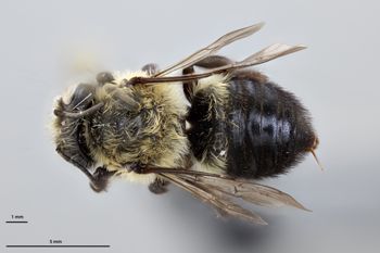Media type: image;   Entomology 610869 Aspect: habitus dorsal view